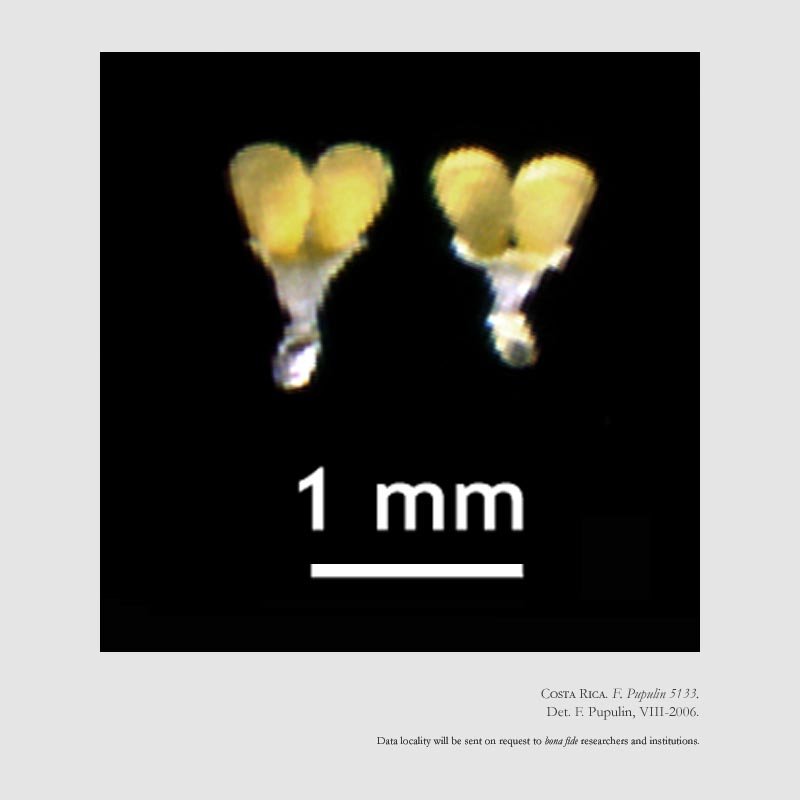 Dichaea panamensis